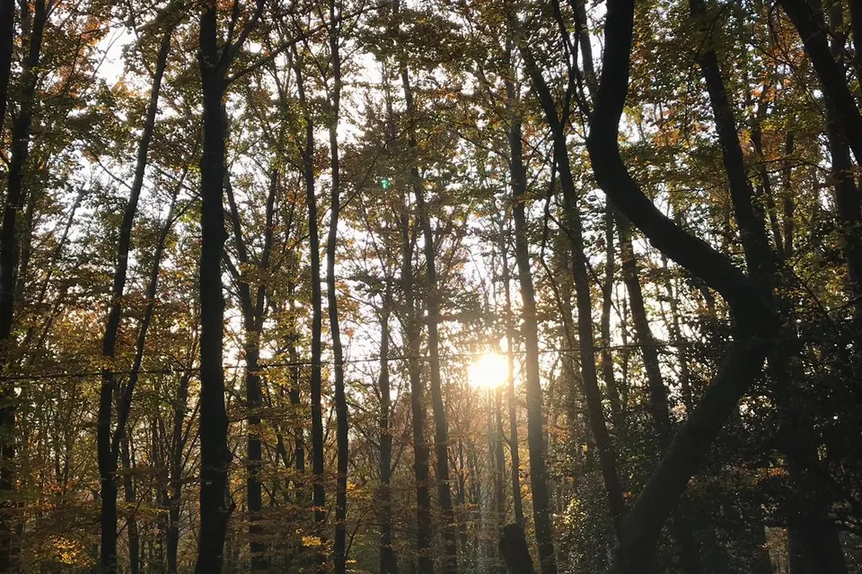 Scorcio di Foresta Umbra