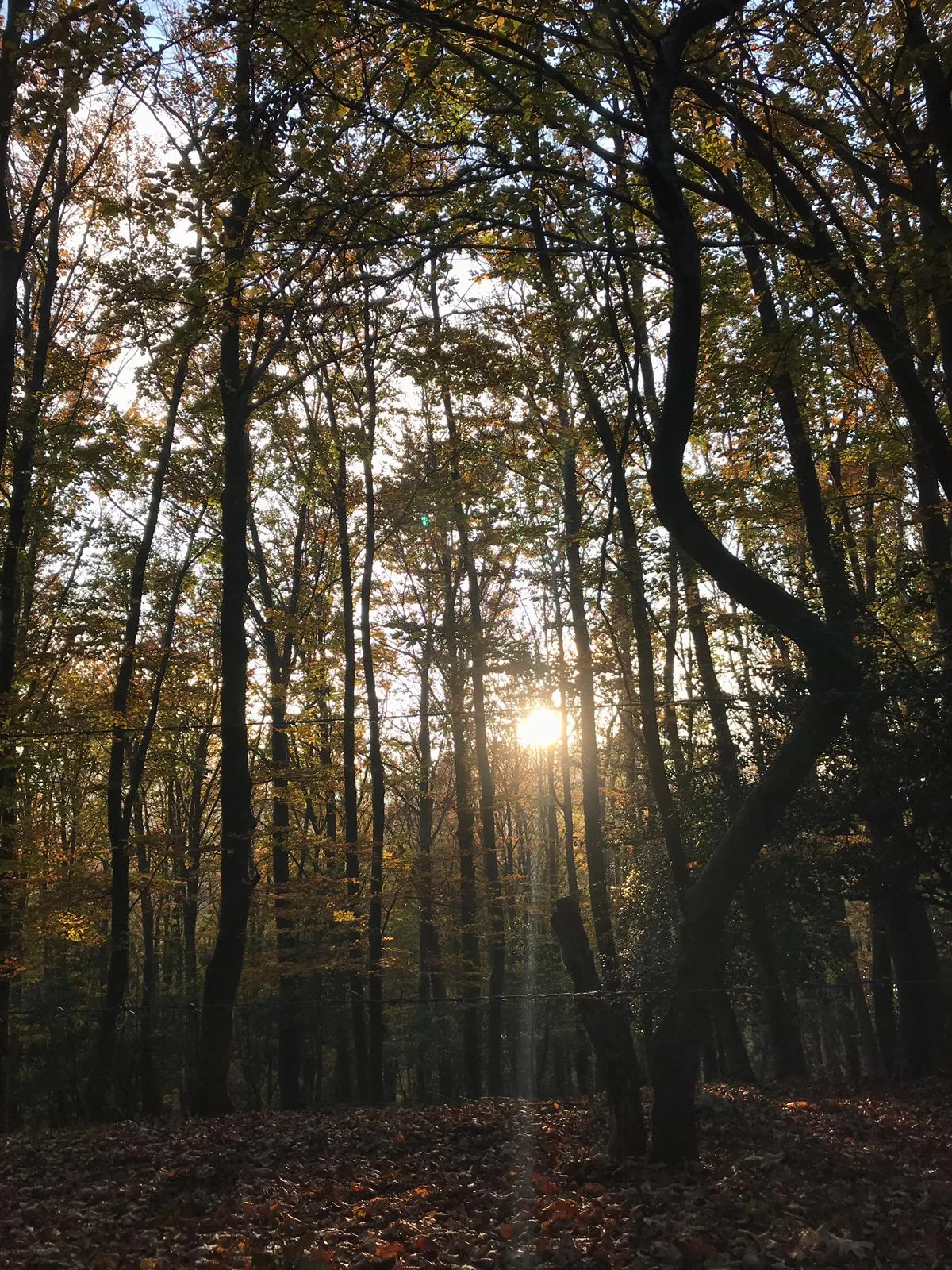 View of Foresta Umbra