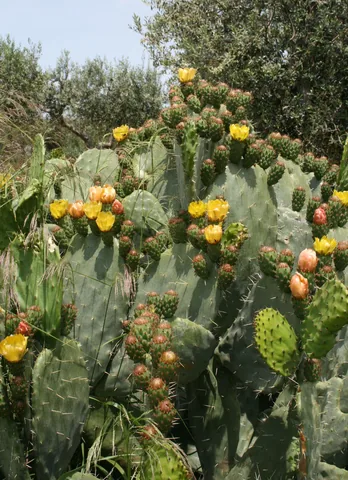 Prickly pear near Rignano Garganico