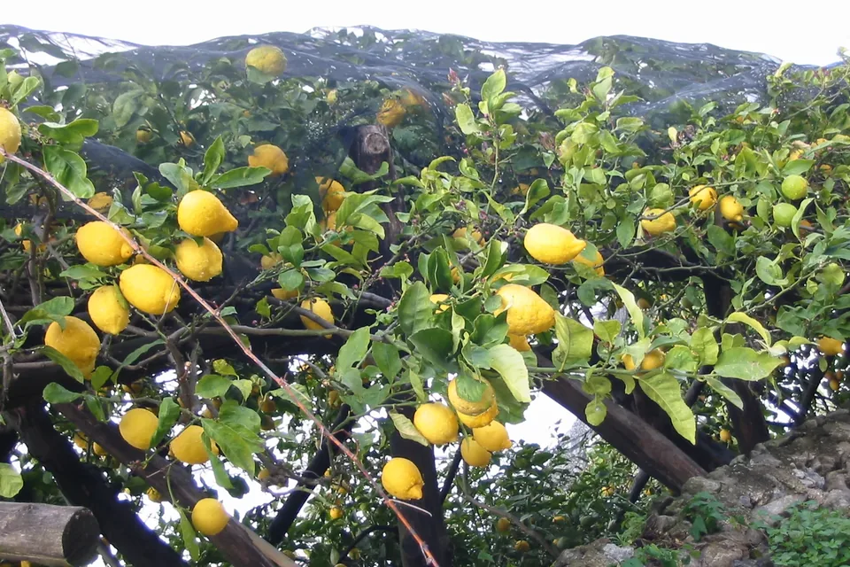 Limoni sul pergolato sotto le reti, Costiera Amalfitana
