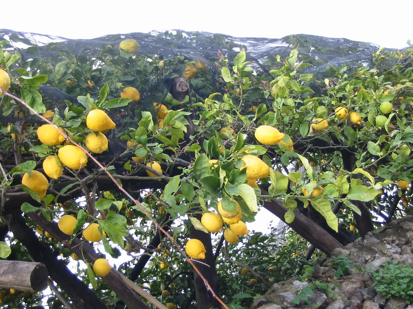 Limoni sul pergolato sotto le reti, Costiera Amalfitana