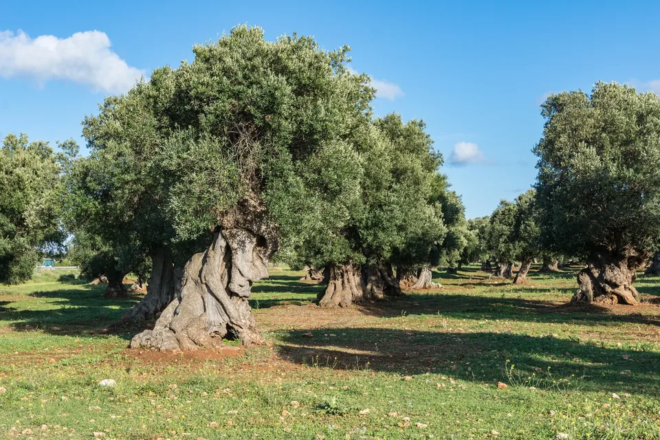 Ulivi secolari nelle campagne di Ostuni