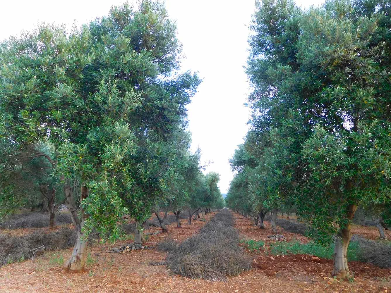 Ulivi potati vicino a Ostuni