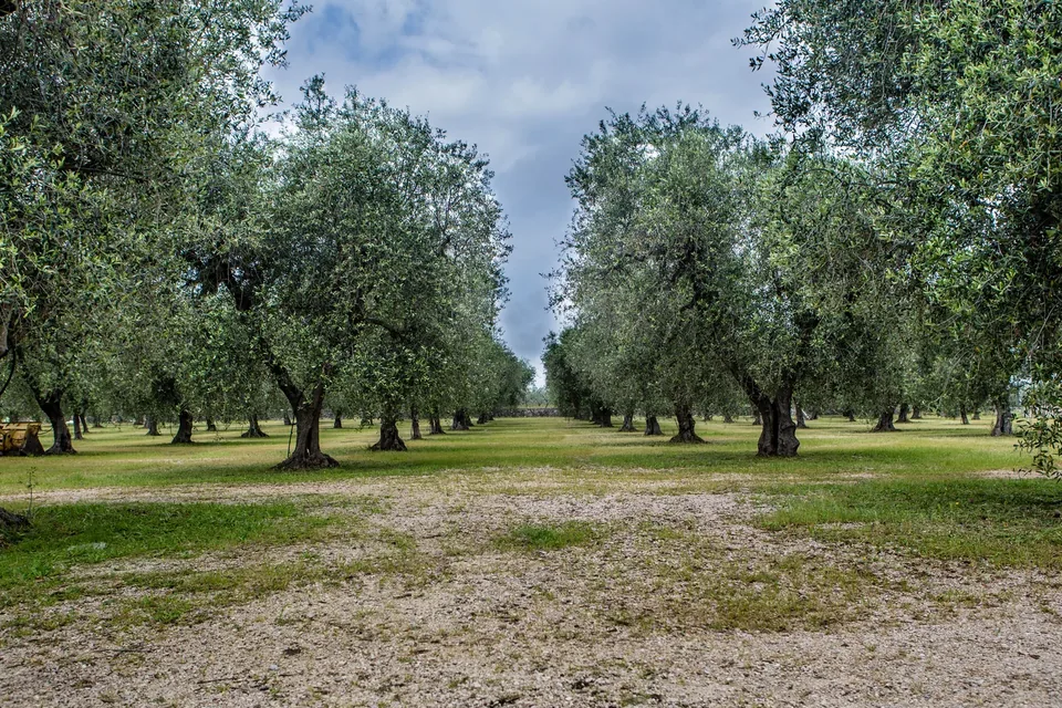 Uliveto nel Foggiano, in Puglia