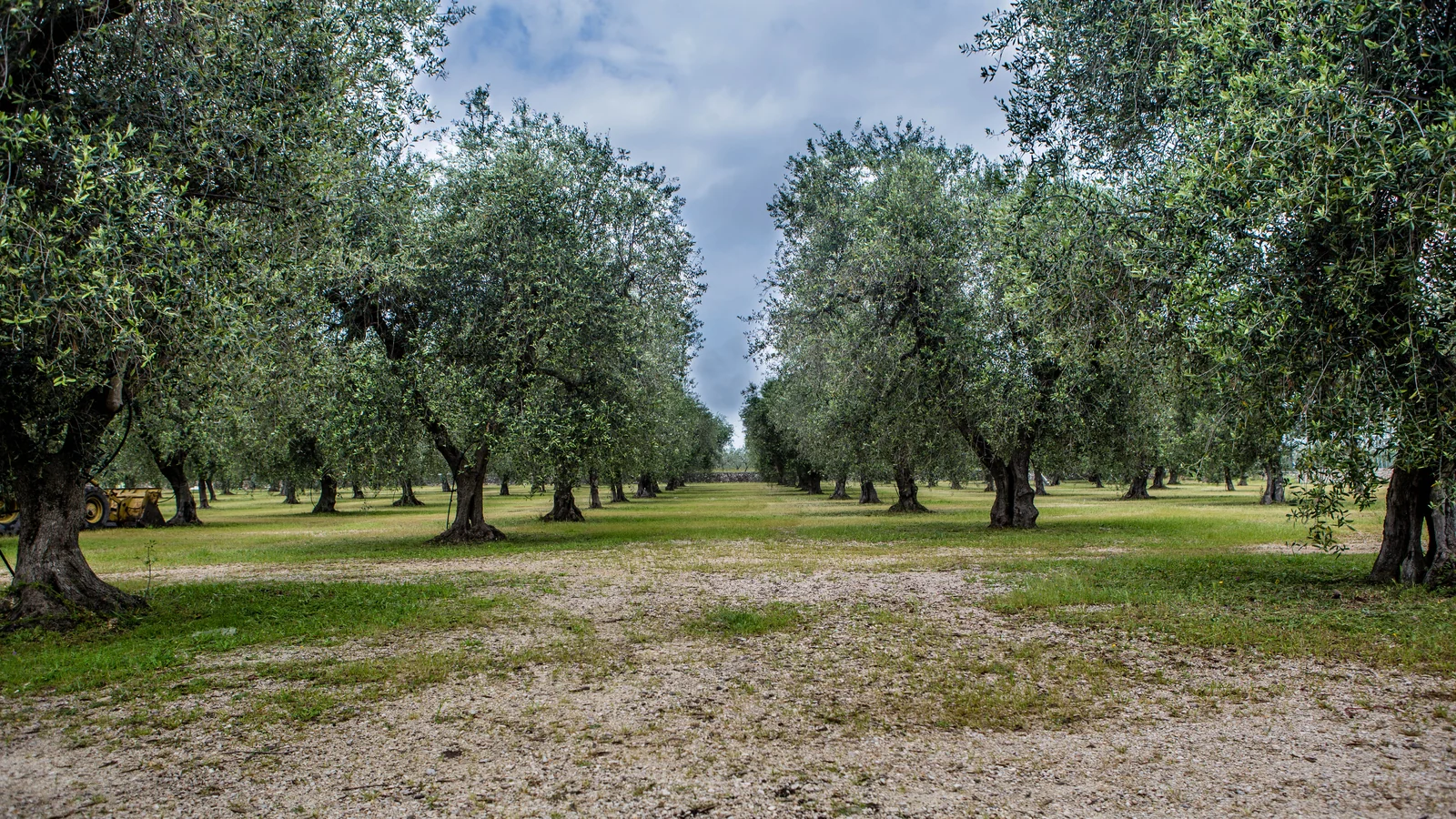 Uliveto nel Foggiano, in Puglia