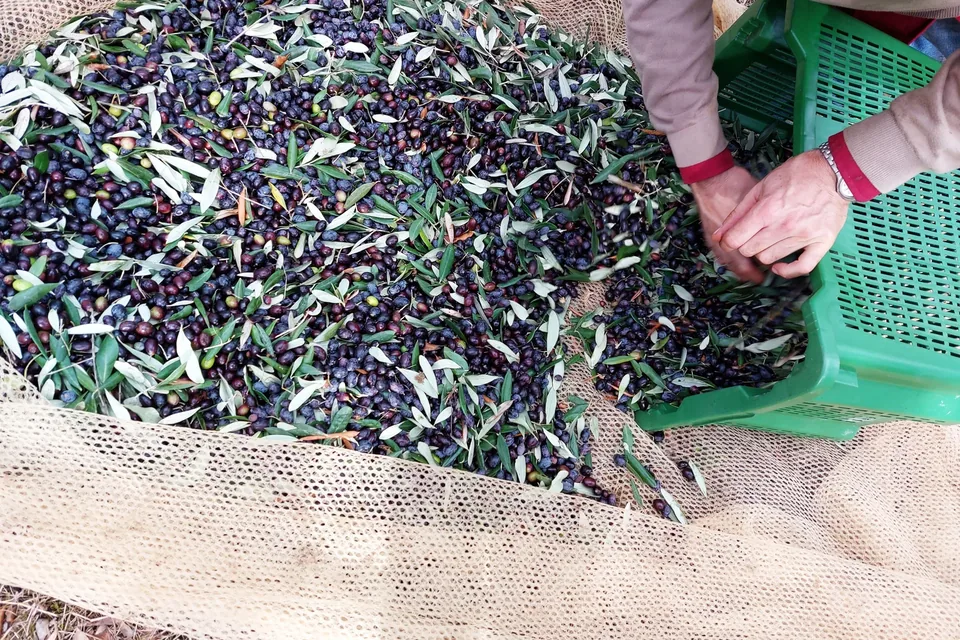Olive appena raccolte sulla rete