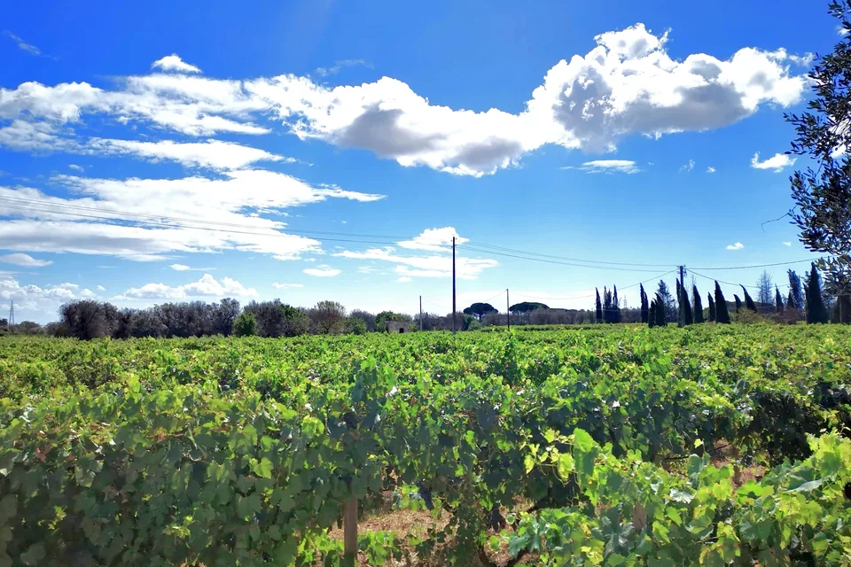 Vigneto a Francavilla Fontana