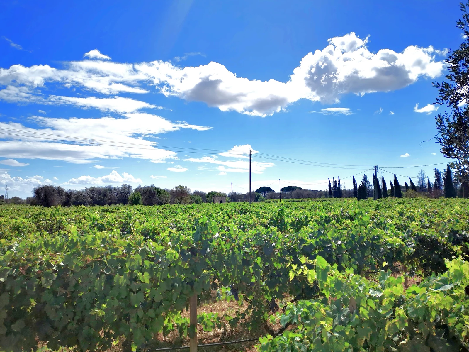 Vigneto a Francavilla Fontana