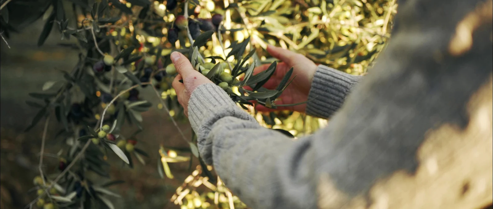 Mani tra i rami di un ulivo carico di olive