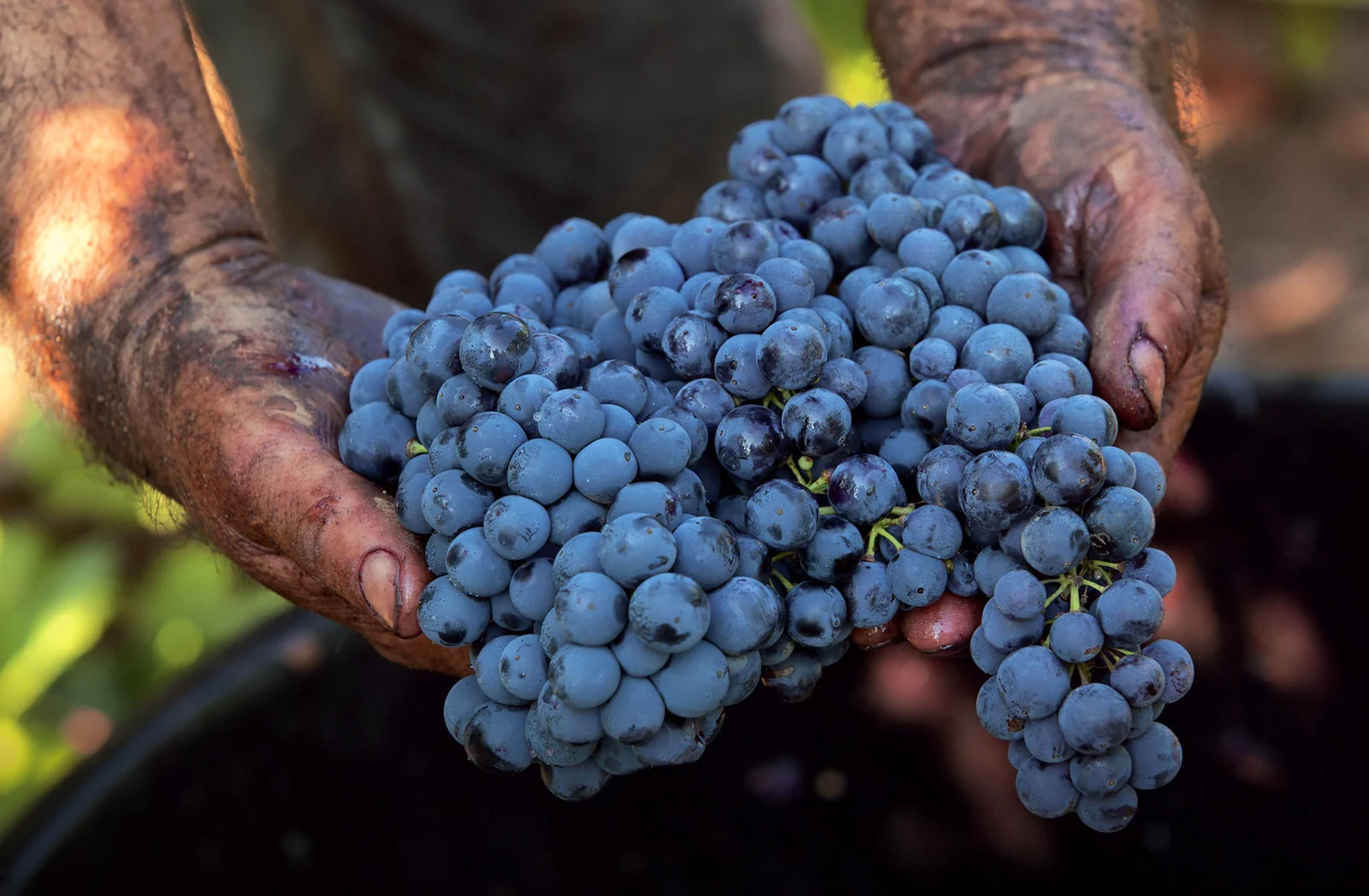 Grappoli d’uva scura sorretti da mani