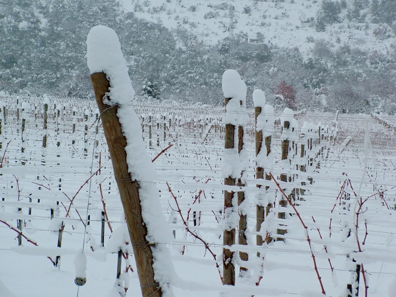 Filari di vite innevati nel vigneto di Valle Reale